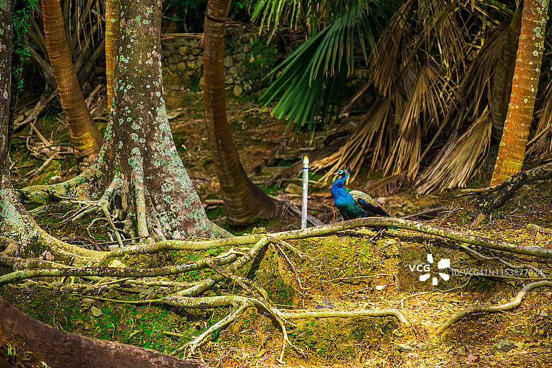 罗斯岛上的孔雀图片素材