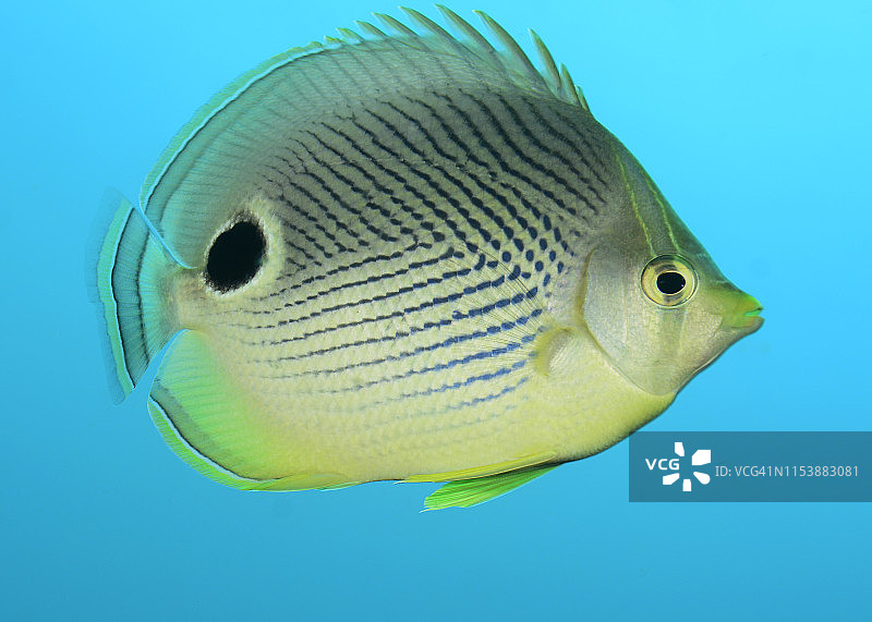 四眼蝶鱼图片素材