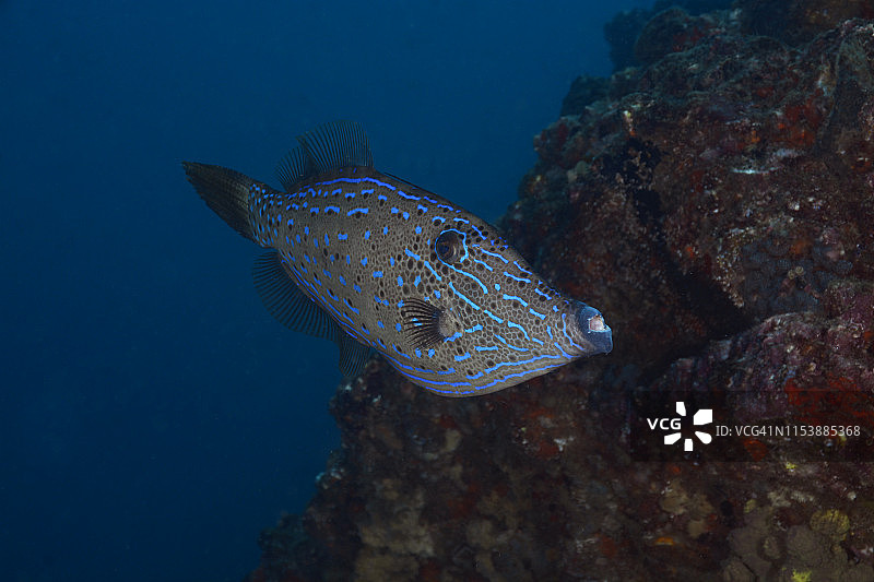 涂鸦Filefish图片素材