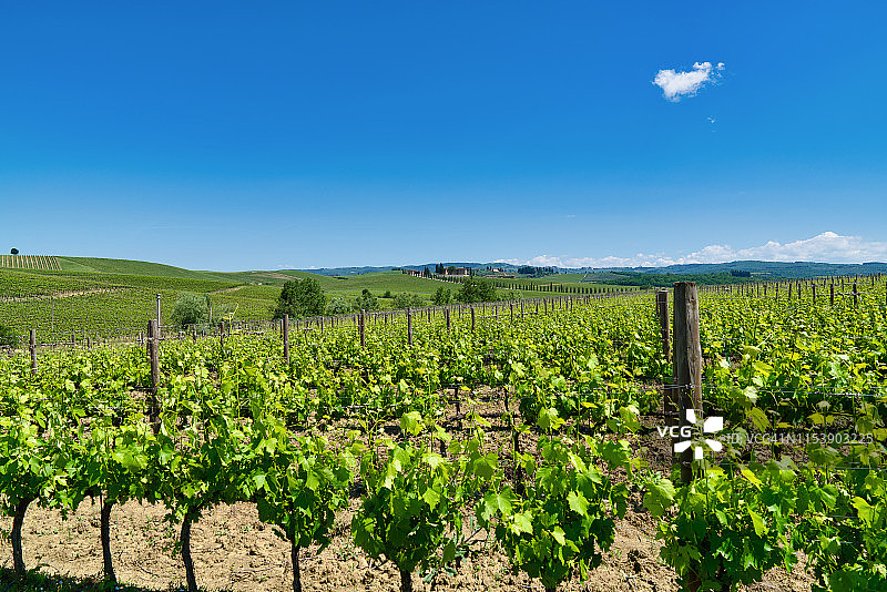 意大利托斯卡纳葡萄园图片素材