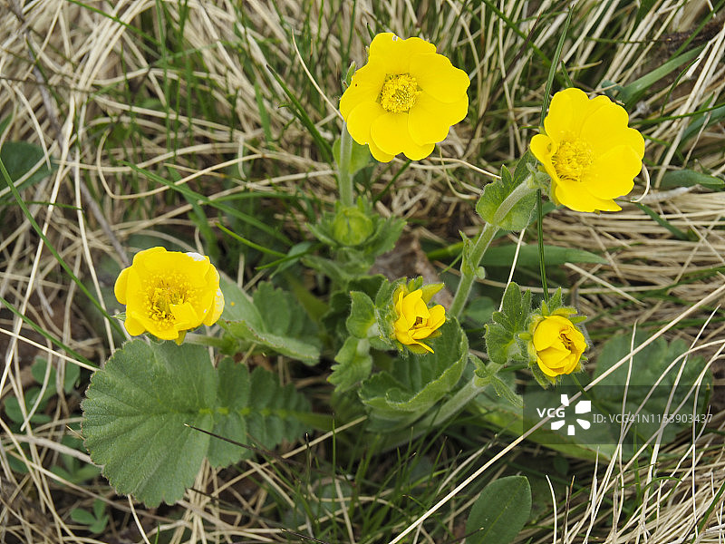 福尔马扎山谷的阿尔卑斯旱金莲图片素材