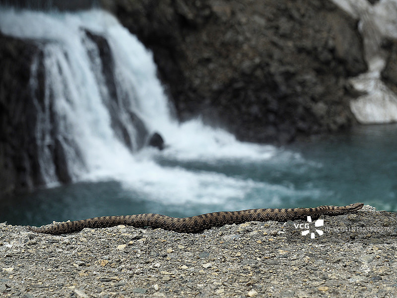 福尔马扎山谷瀑布附近的欧洲蝰蛇图片素材