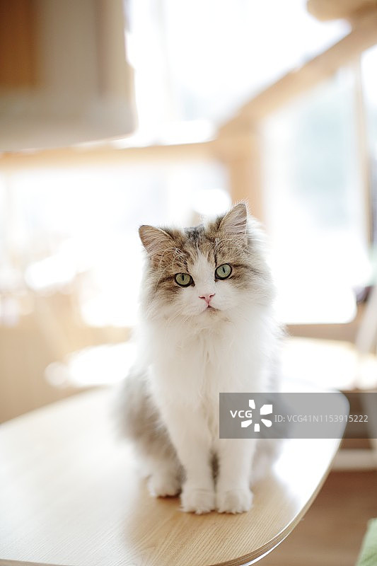 美丽的猫咪越过椅子图片素材