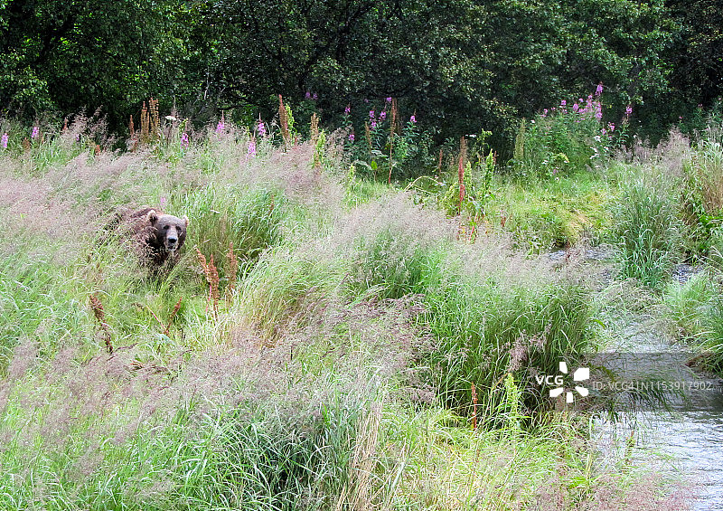 阿拉斯加的熊图片素材