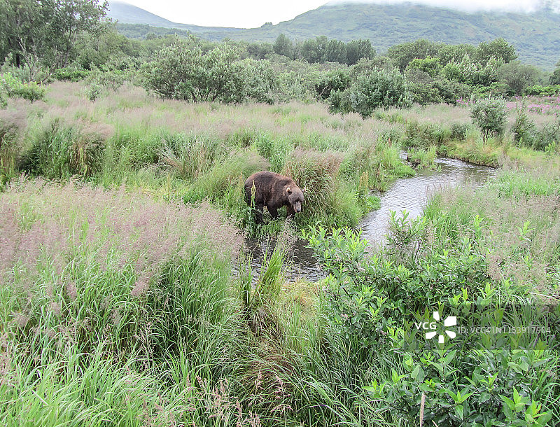阿拉斯加的熊图片素材