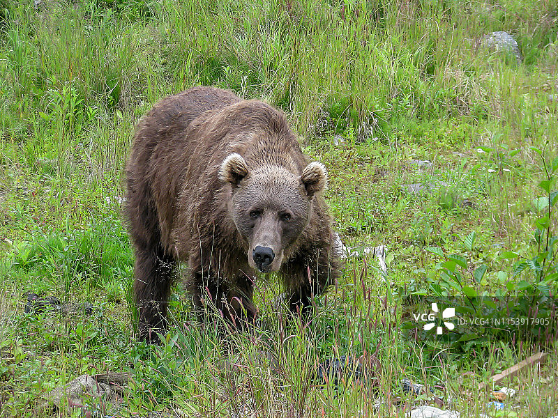 阿拉斯加的熊图片素材