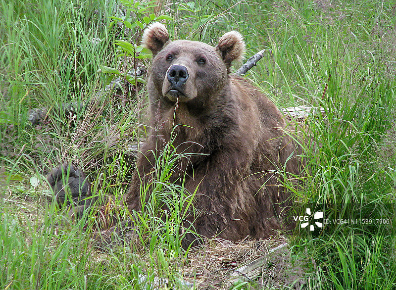 阿拉斯加的熊图片素材
