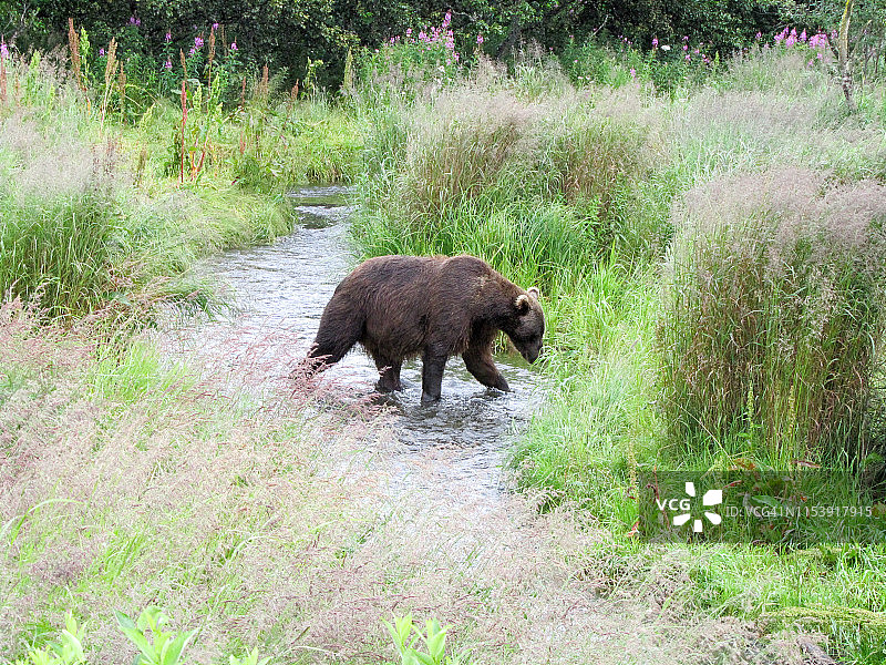 阿拉斯加的熊图片素材
