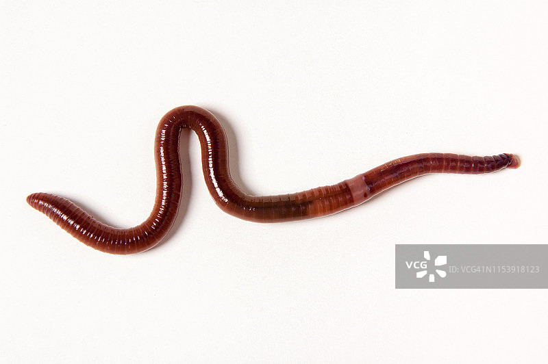 红色加州蚯蚓图片素材
