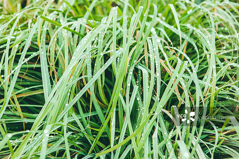 多年生黑麦草的特写图片素材