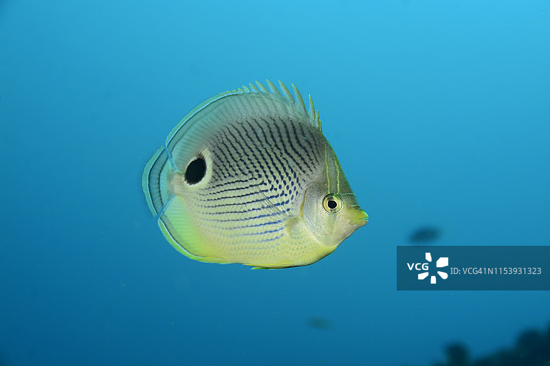 四眼蝶鱼图片素材