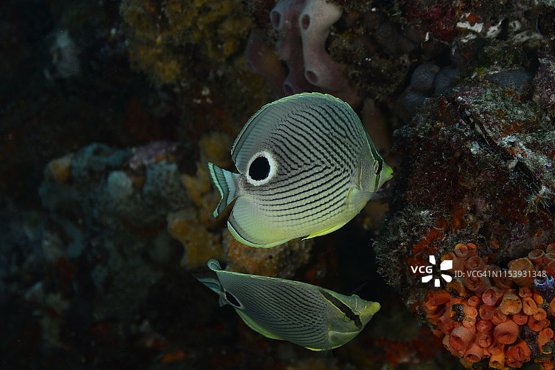 四眼蝶鱼图片素材