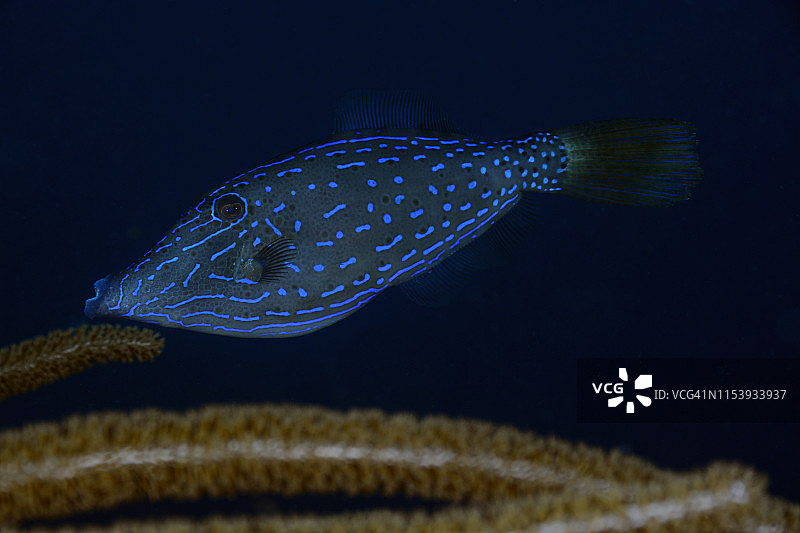 涂鸦Filefish图片素材