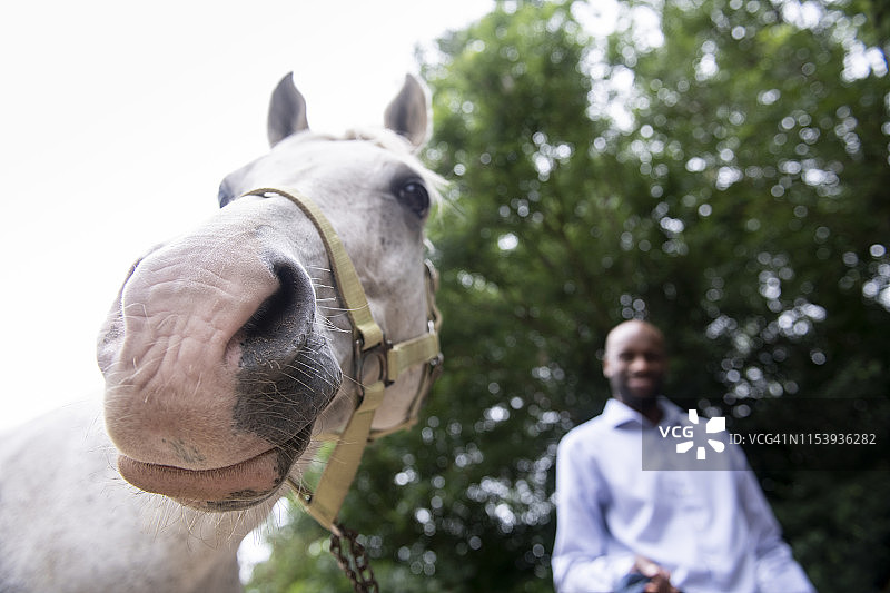 男人牵着缰绳，马在镜头前摆姿势图片素材