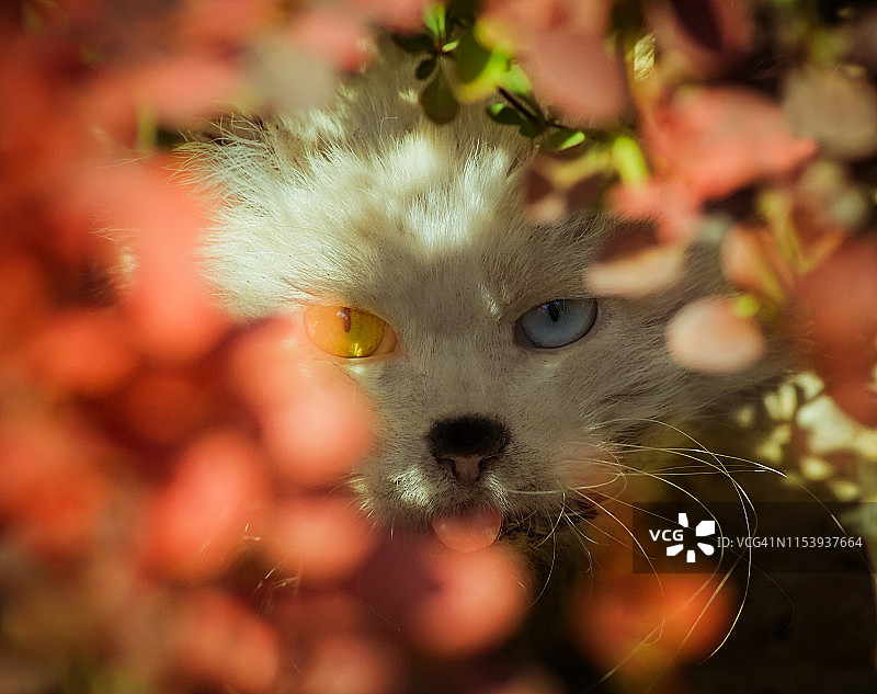 灌木丛中凝视的野猫图片素材