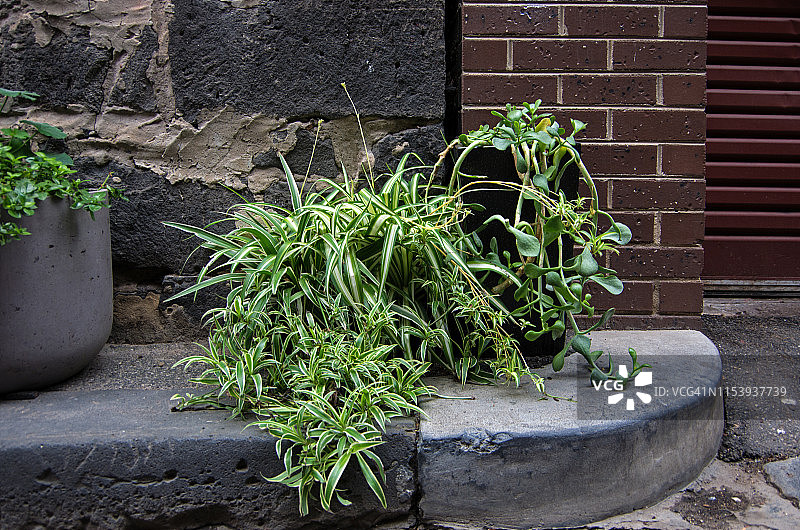 吊兰，又名飞机草、圣伯纳百合、蜘蛛草，是内城巷道中的一种多肉盆栽植物图片素材
