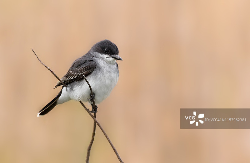 东部美洲食蜂鹟图片素材