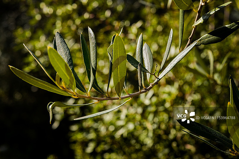 橄榄枝图片素材