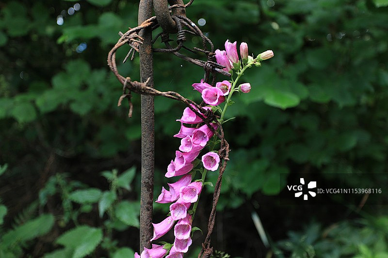 花与带刺铁丝网图片素材