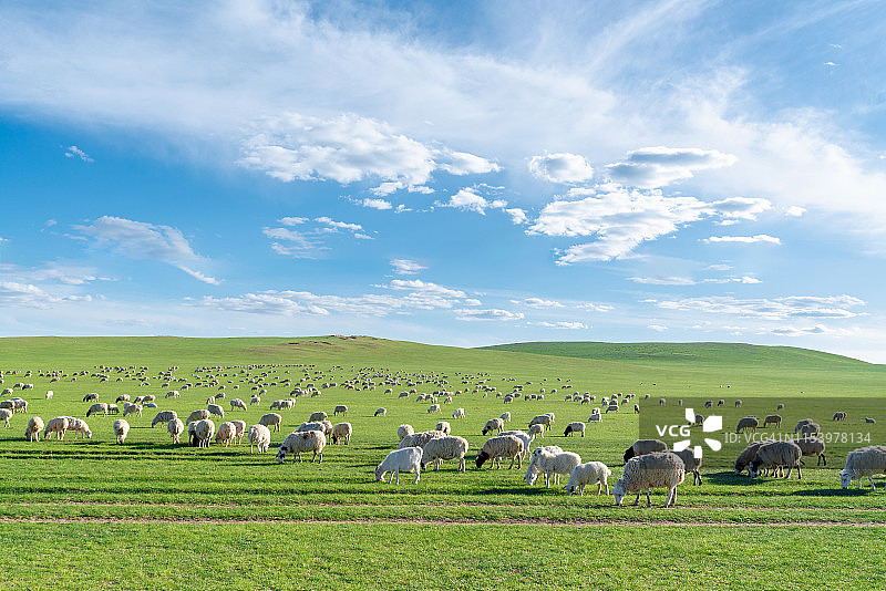 草原上的羊群图片素材