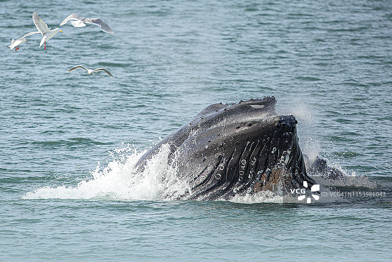 座头鲸图片素材