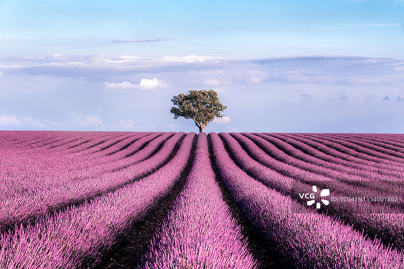 夏季日落时分，天空下的薰衣草田与树图片素材