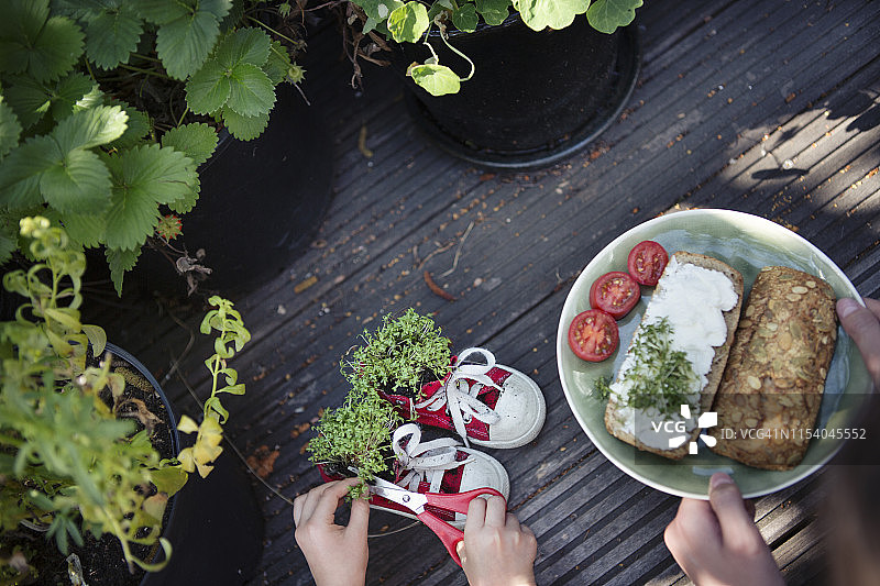 两个孩子从再生鞋中种植的植物上采摘水芹，加入素食三明治图片素材