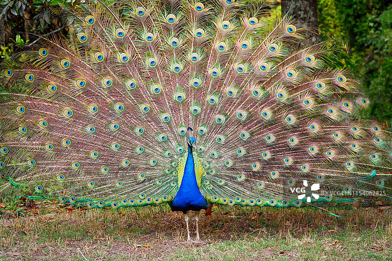 孔雀展示其彩色羽毛图片素材