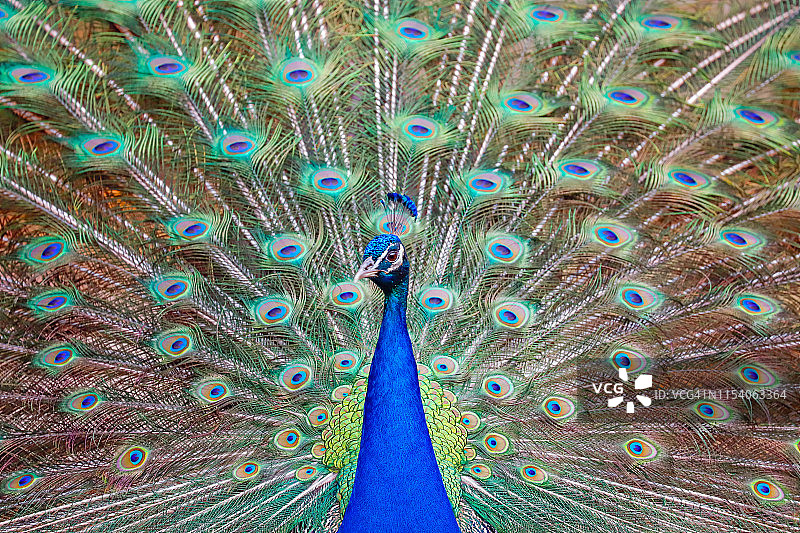 孔雀展示其彩色羽毛图片素材