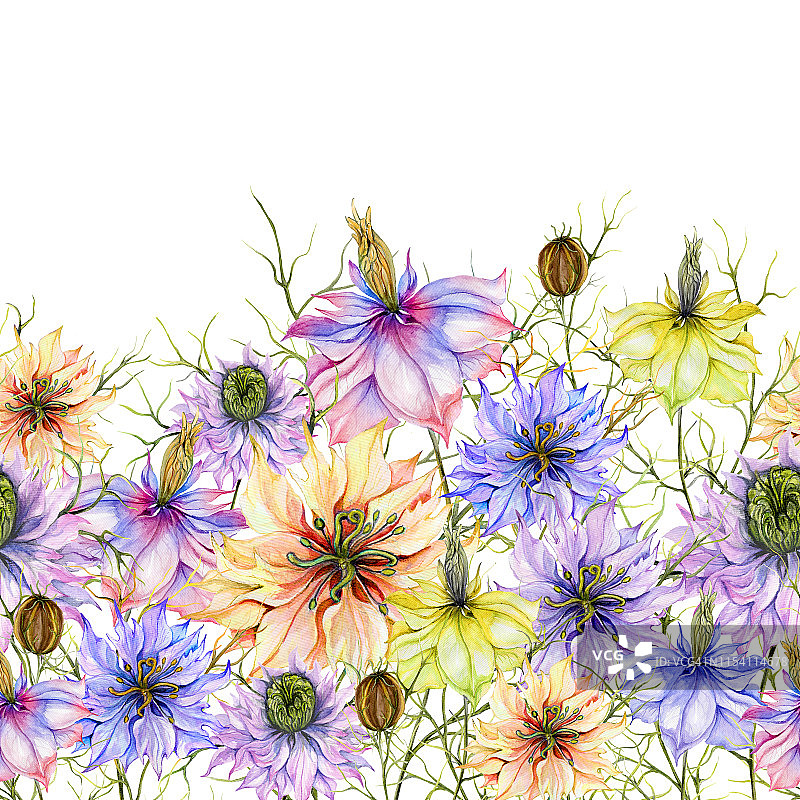 白色背景上带有绿叶的彩色黑种草花朵：无缝花卉图案水彩画图片素材