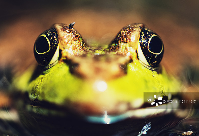 池塘里的青蛙图片素材