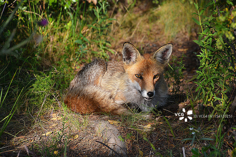 法国狐狸肖像图片素材