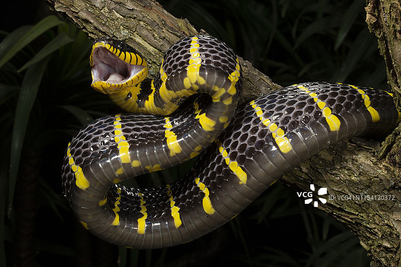 红树林蛇图片素材