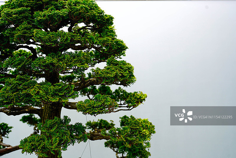 盆景树图片素材