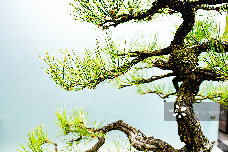 盆景树图片素材