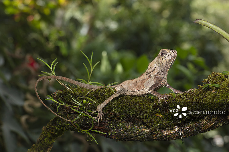 头盔鬣蜥图片素材