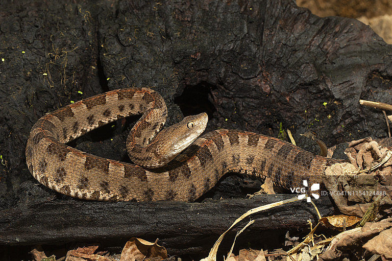 细长的猪鼻蝮蛇图片素材