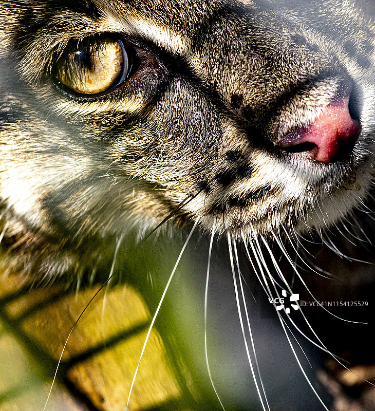 躺卧着的渔猫图片素材