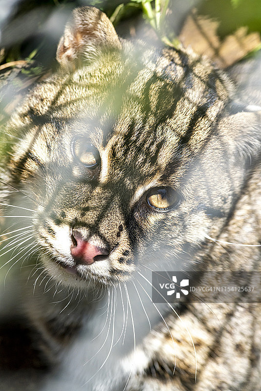 躺卧着的渔猫图片素材