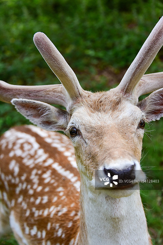 里士满公园的鹿图片素材
