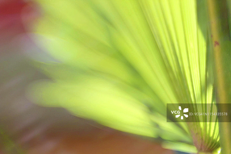 棕榈叶散景壁纸微距图片素材