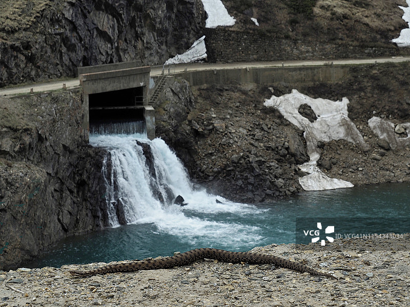 福尔马扎山谷瀑布附近的欧洲蝰蛇图片素材