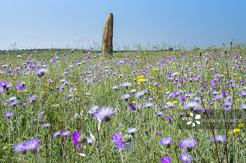葡萄牙阿连特茹区蒙萨拉兹野花草甸中的巨石图片素材