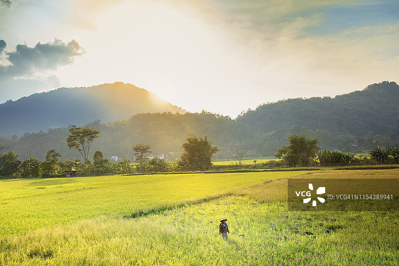 印度尼西亚苏拉威西岛塔纳托拉雅高地稻田里戴着锥形帽的农民图片素材