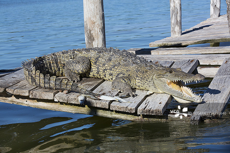 莫瑞雷鳄，位于北美洲墨西哥尤卡坦里奥拉加托斯生物圈保护区图片素材