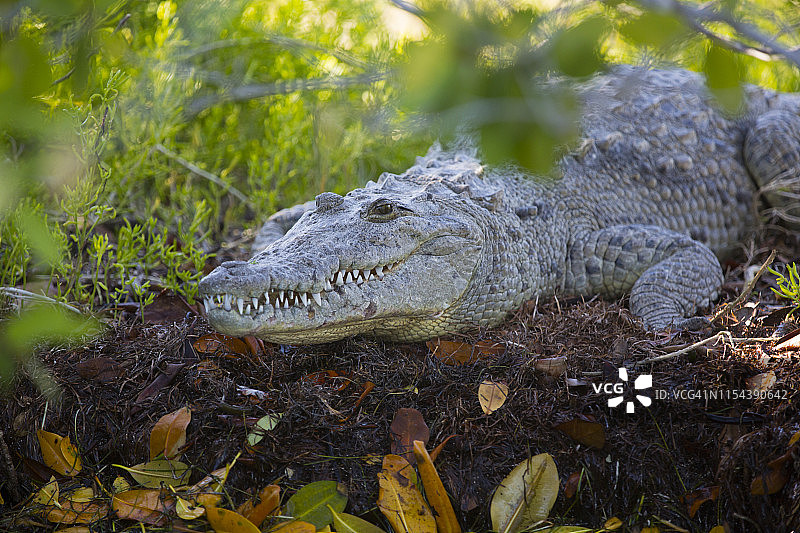 莫瑞雷鳄，位于北美洲墨西哥尤卡坦里奥拉加托斯生物圈保护区图片素材