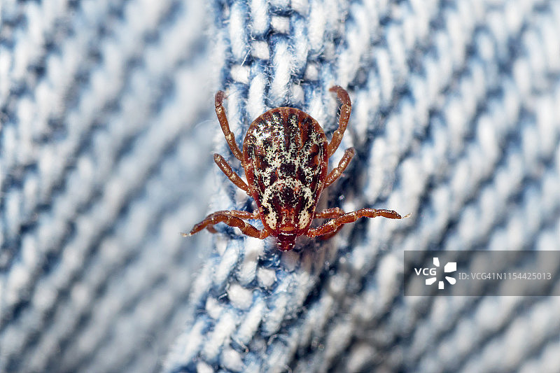 美洲狗蜱在牛仔布上图片素材