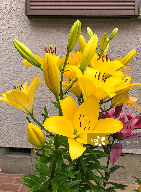 六月庭院里靠墙的百合花图片素材