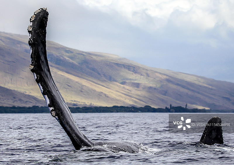 座头鲸图片素材