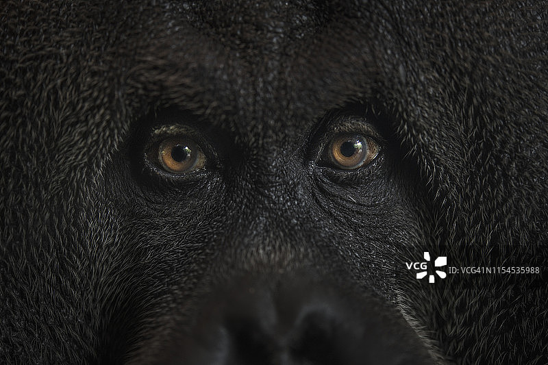 婆罗洲猩猩图片素材